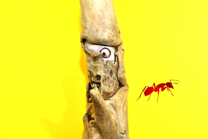 wood spirit carving death skull art driftwood sculpture,wooden wall hanging design driftwood wall art,handcarved wood face sculpture - AntSarT 