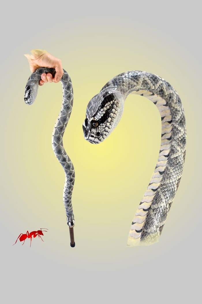 rattlesnake walking cane