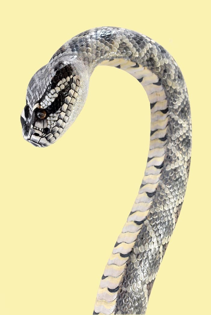 Diamondback rattlesnake wooden walking cane ,hand carved cane snake sculpture,rattlesnake walking stick - AntSarT 