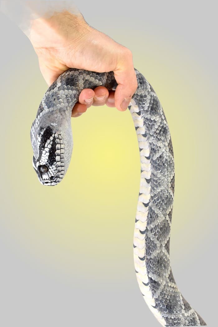 wooden snake handle
