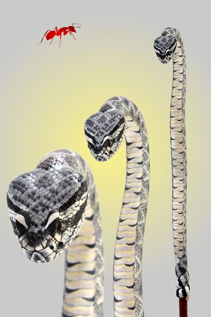snake head stick