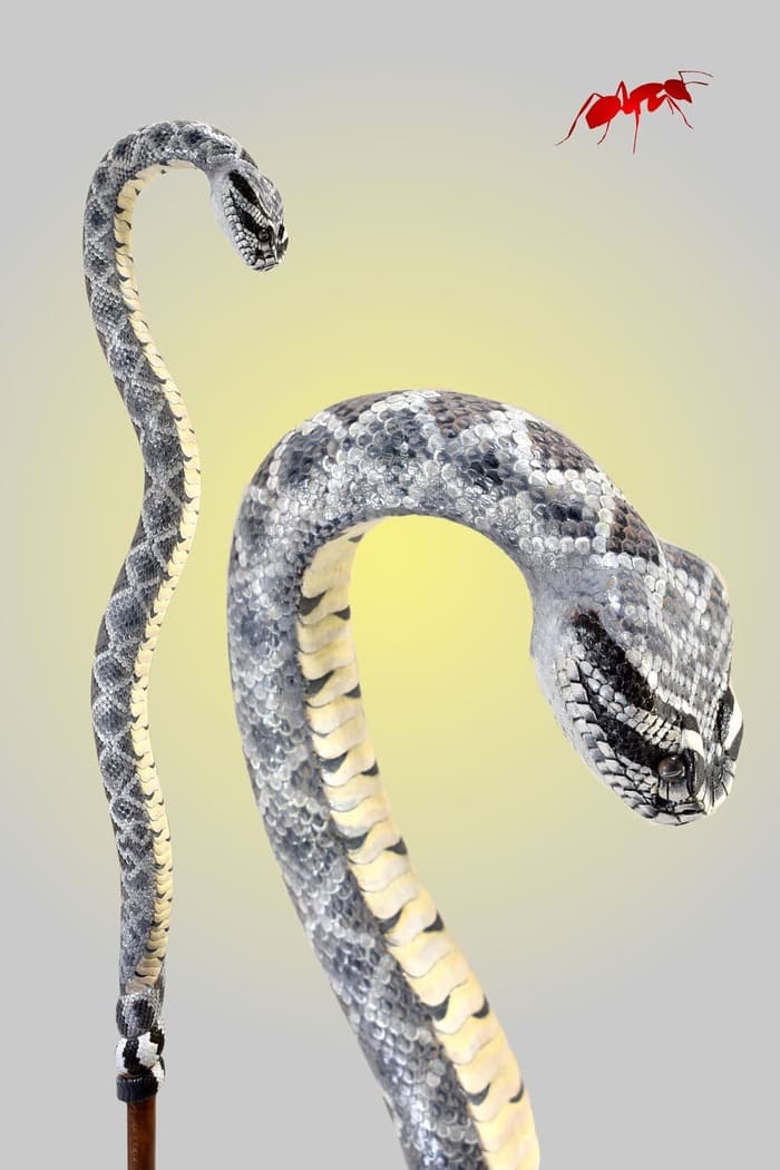 walking cane rattlesnake